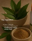 Ingredients (16)