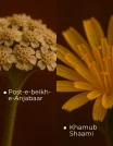 Ingredients (2) (1)