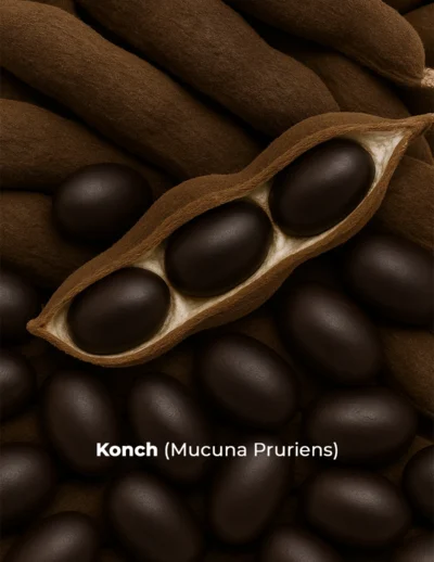 Konch Ingredients